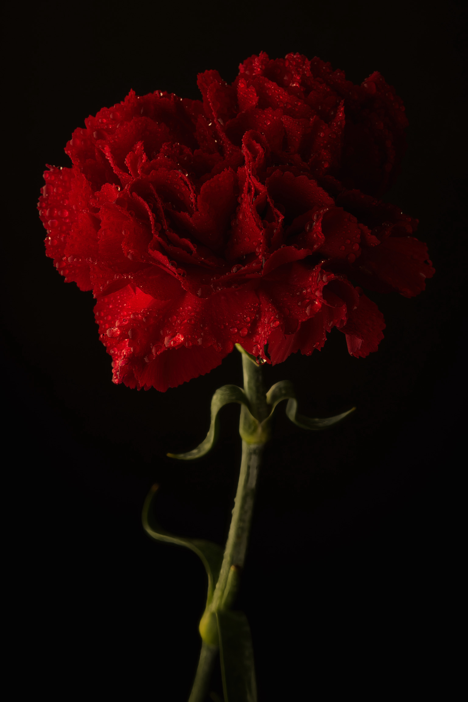 20240213 0043 D850 SES Flowers