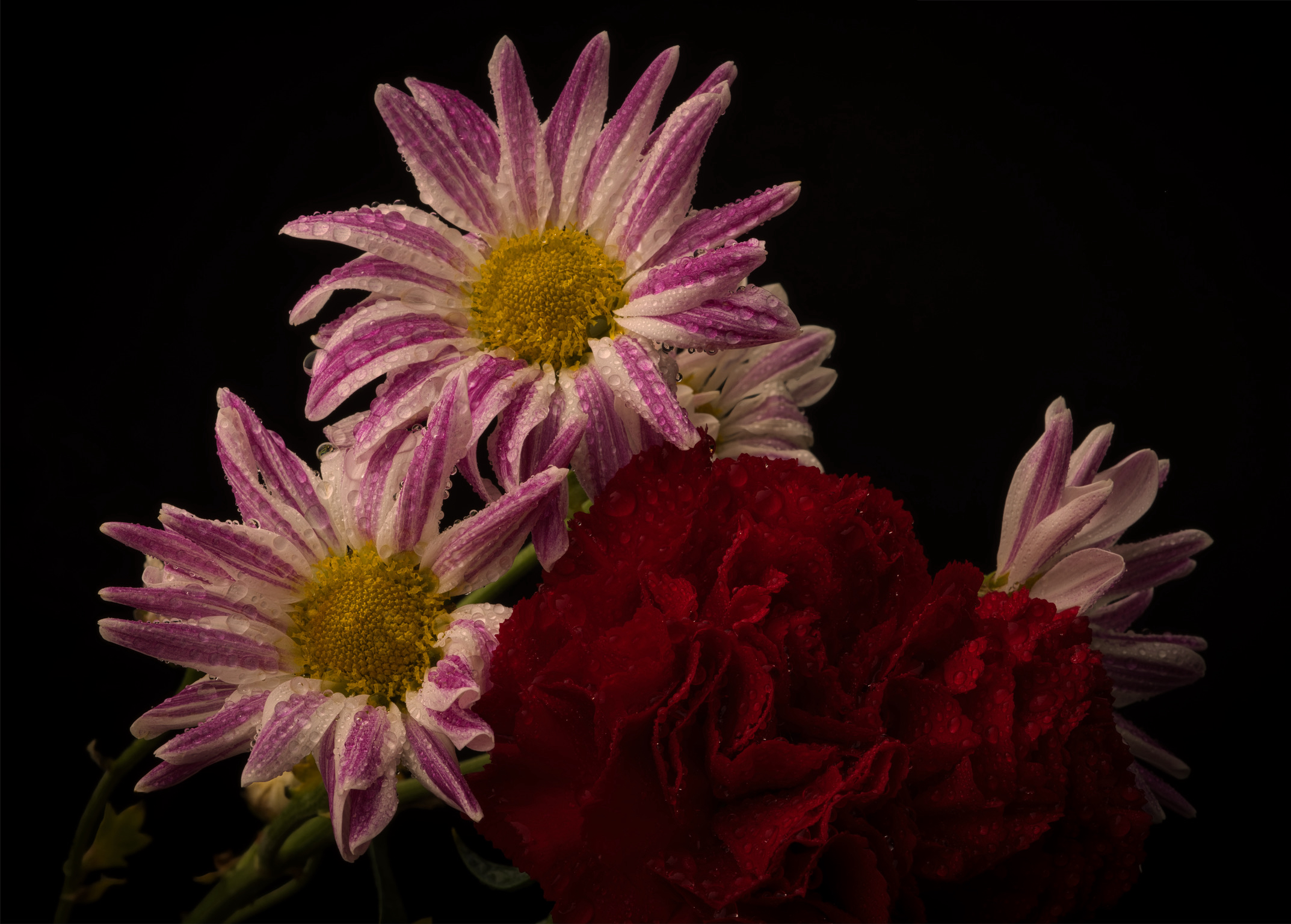 20240213 0071 D850 SES Flowers